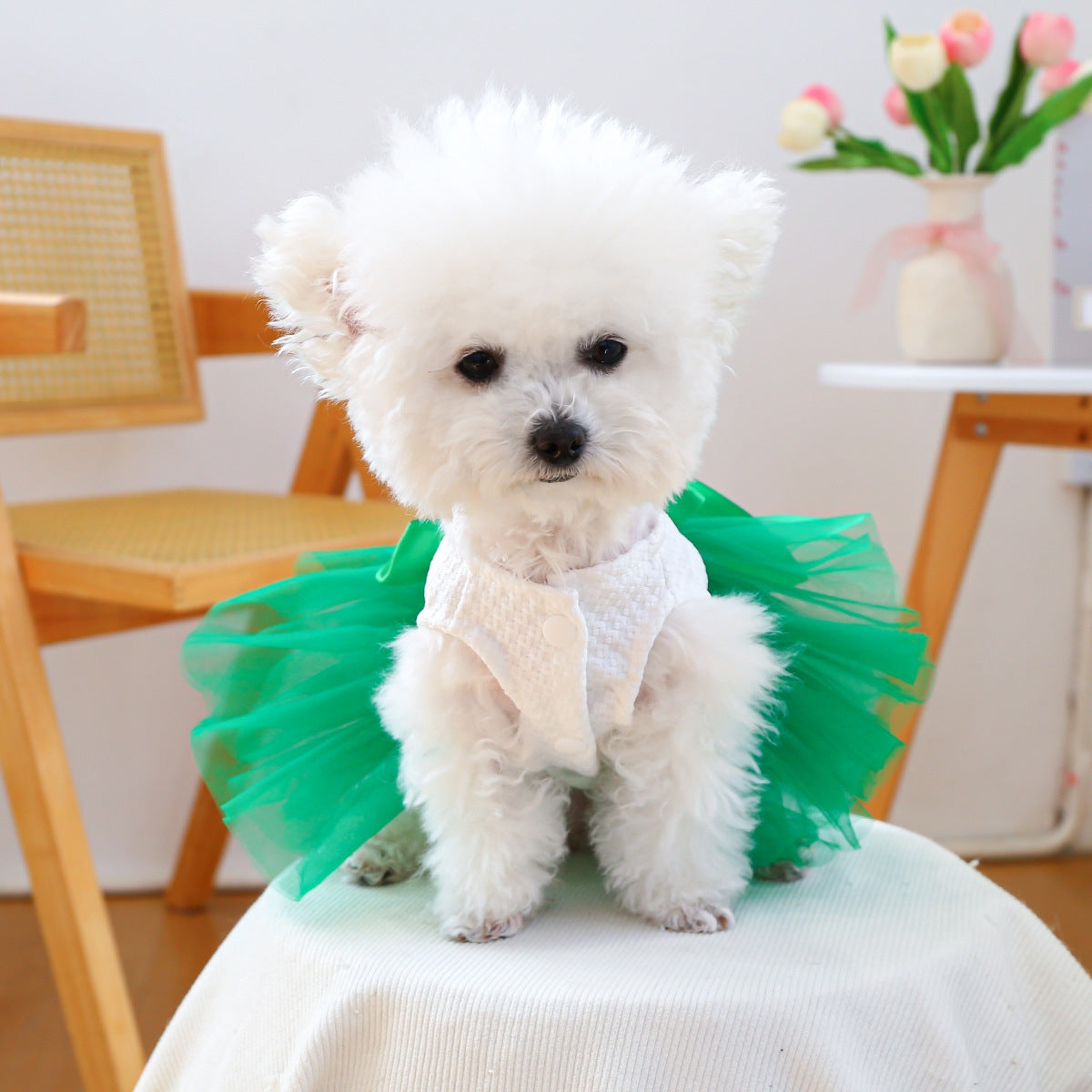 Robe personnalisée Patricks Day porte-bonheur pour animaux de compagnie | inCloth11